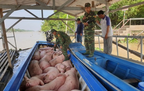 Tăng cường kiểm soát, ngăn chặn hoạt động vận chuyển trái phép lợn qua biên giới